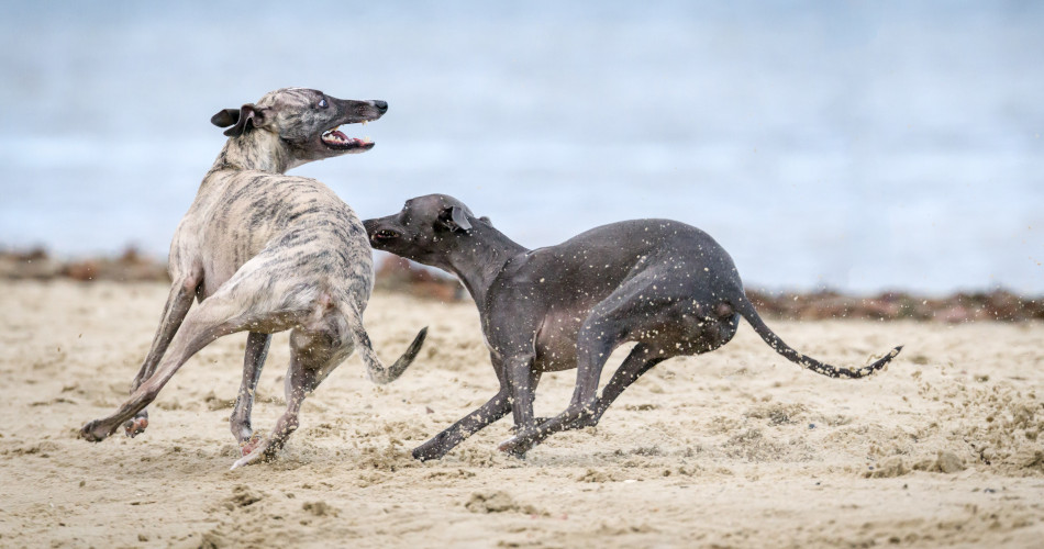 Greyhound Racing