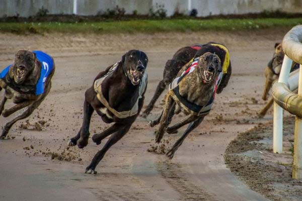 BGC Members Raise £1M For The British Greyhound Racing Fund BGC Members Raise £1M For The British Greyhound Racing Fund