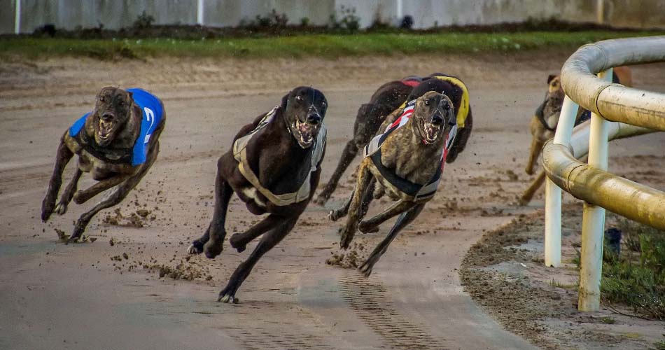 Greyhound Racing